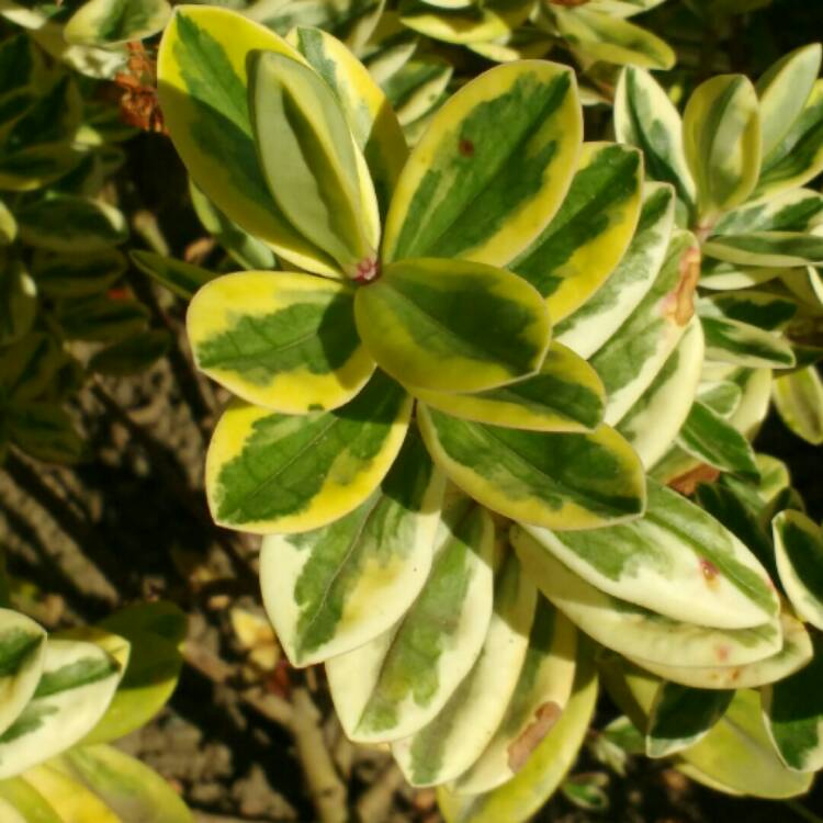 Plant image Hebe x andersonii 'Andersonii Variegata'