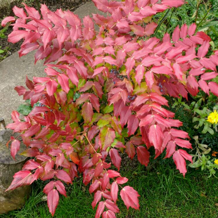 Plant image Mahonia japonica 'Bealei'