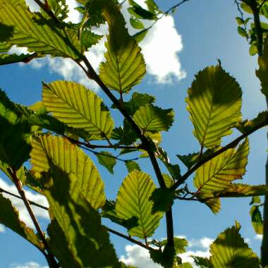 Carpinus betulus