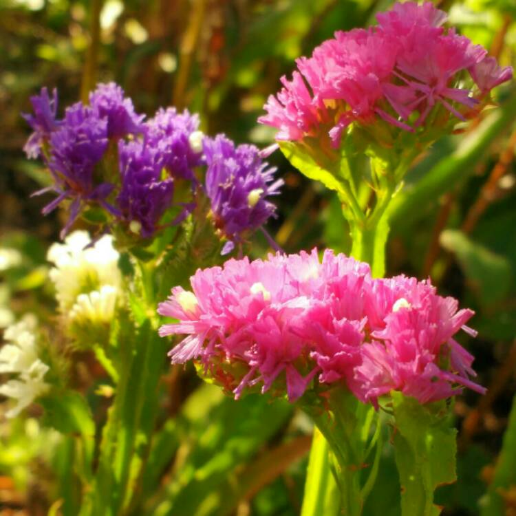 Plant image Limonium sinuatum 'Pacific Mix'