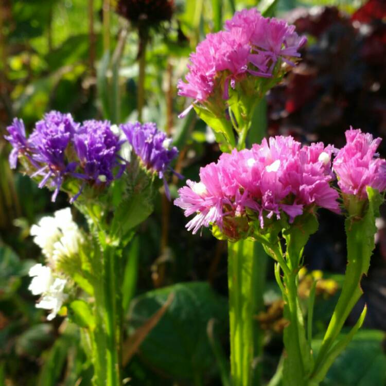 Plant image Limonium sinuatum 'Pacific Mix'