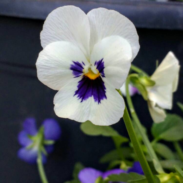 Plant image Viola Cornuta sorbet XP 'White Blotch'