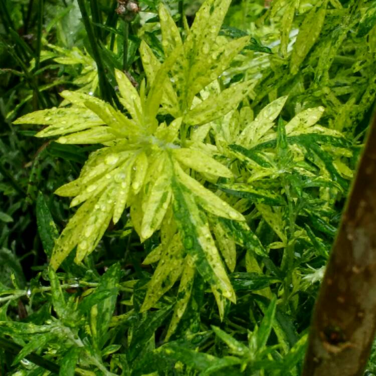 Plant image Artemisia 'Oriental Limelight'; syn. Artemisia vulgaris 'Limelight';Artemisia vulgaris 'Oriental Limelight'