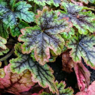 Heuchera 'Green Spice' syn. Heuchera americana 'Green Spice'