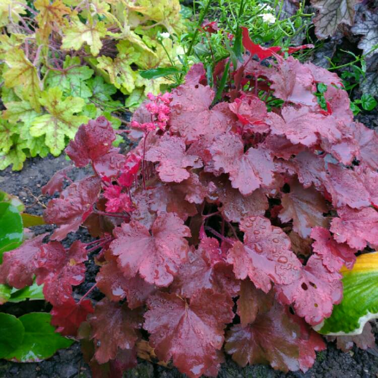 Plant image Heuchera 'Cherry Cola'