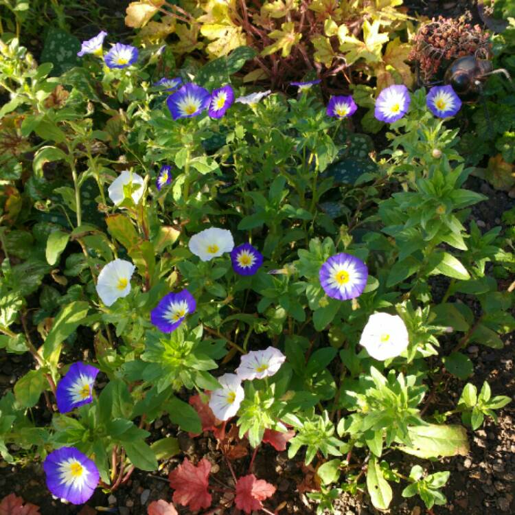 Plant image Convolvulus Tricolour 'Blue flash'