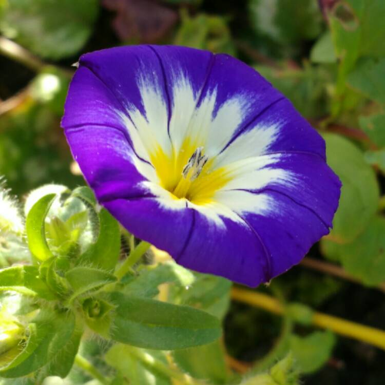 Plant image Convolvulus Tricolour 'Blue flash'