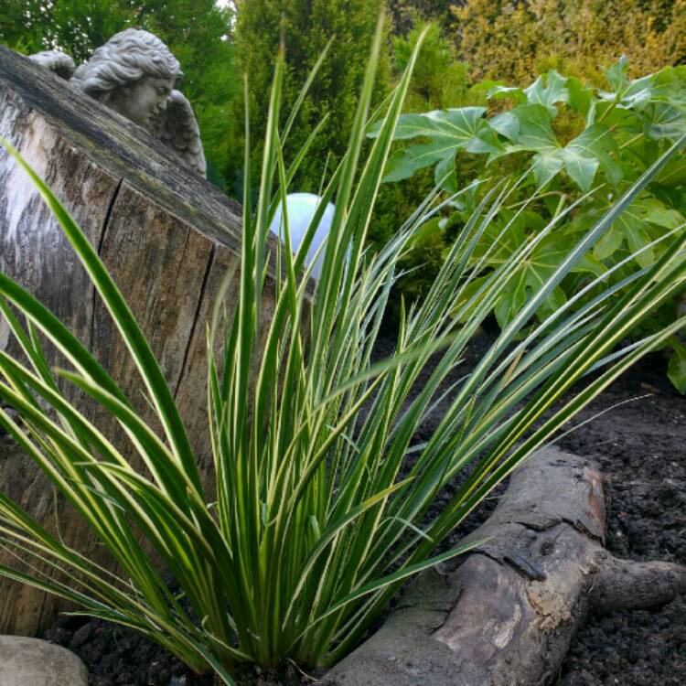 Plant image Acorus calamus 'Argenteostriatus' syn. Acorus calamus 'Variegatus'