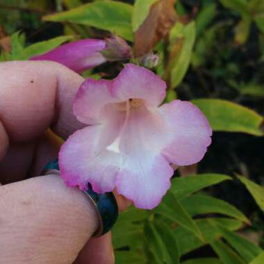 Penstemon 'Pensham Laura'