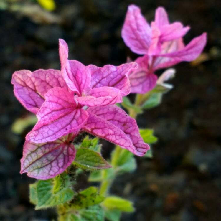 Plant image Salvia viridis 'Bouquet Mixed' (Mix)