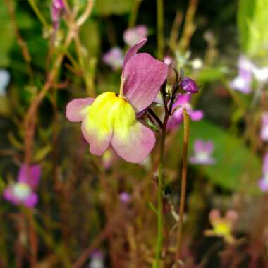 Linaria 'Fairy Bouquet Mixed'