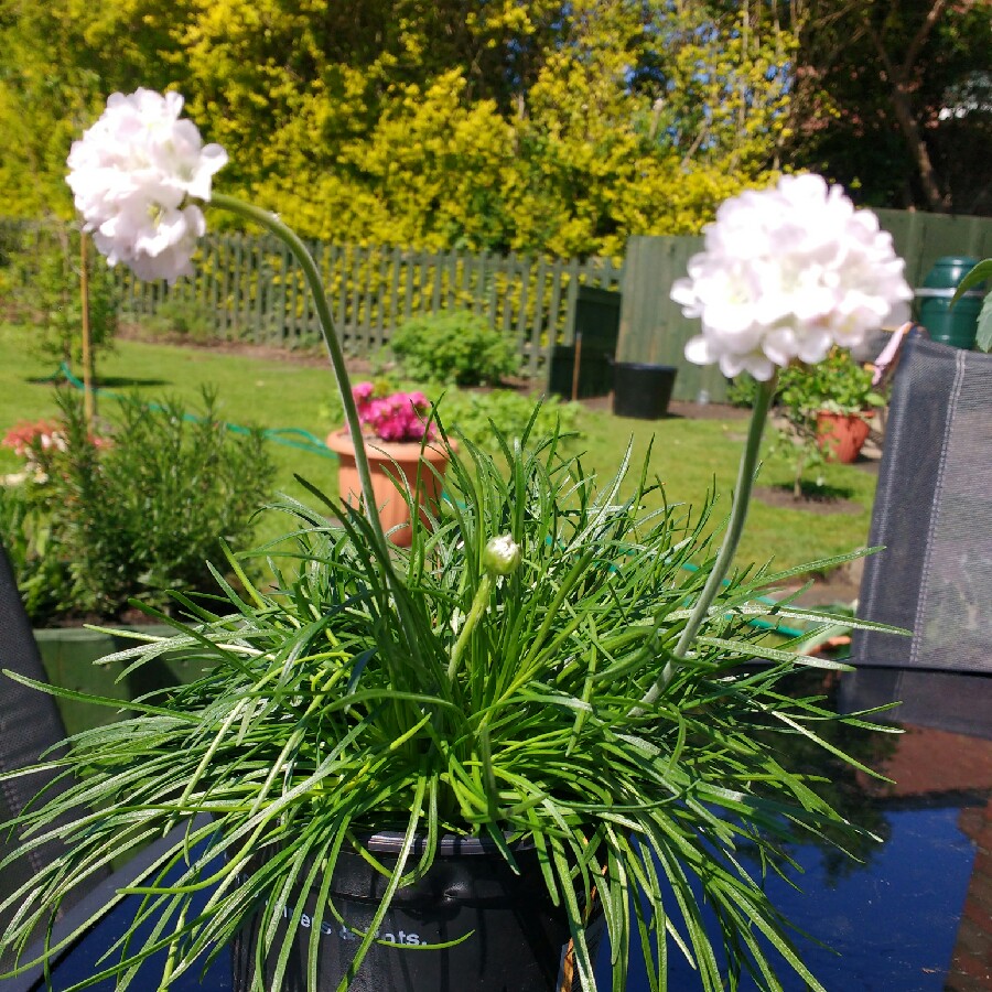 Plant image Armeria maritima 'Armada White'