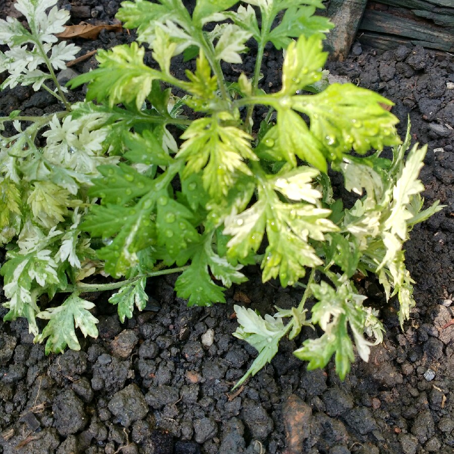 Plant image Artemisia 'Oriental Limelight'; syn. Artemisia vulgaris 'Limelight';Artemisia vulgaris 'Oriental Limelight'