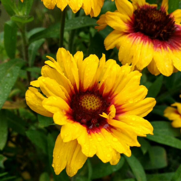 Plant image Gaillardia x grandiflora 'Arizona Sun' syn. Gaillardia 'Arizona Sun'