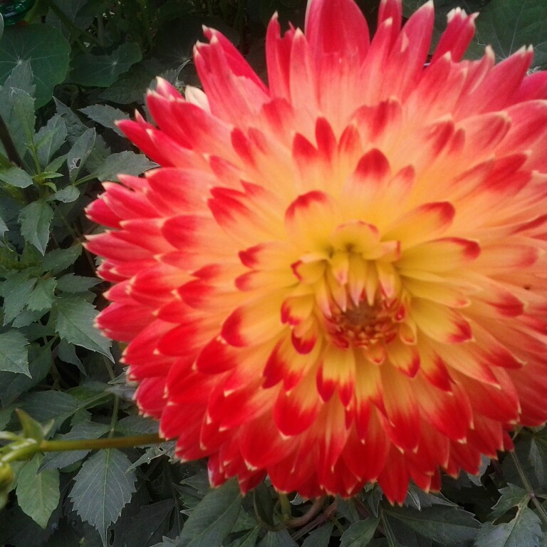 Plant image Dahlia 'Cha-Cha'