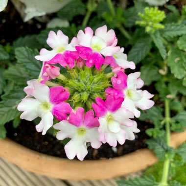 Verbena 'Tiara Mickey Rose White'