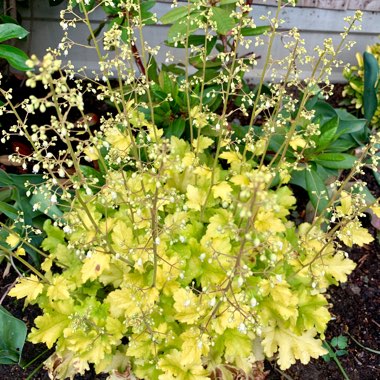 Heuchera 'Lime Marmalade'