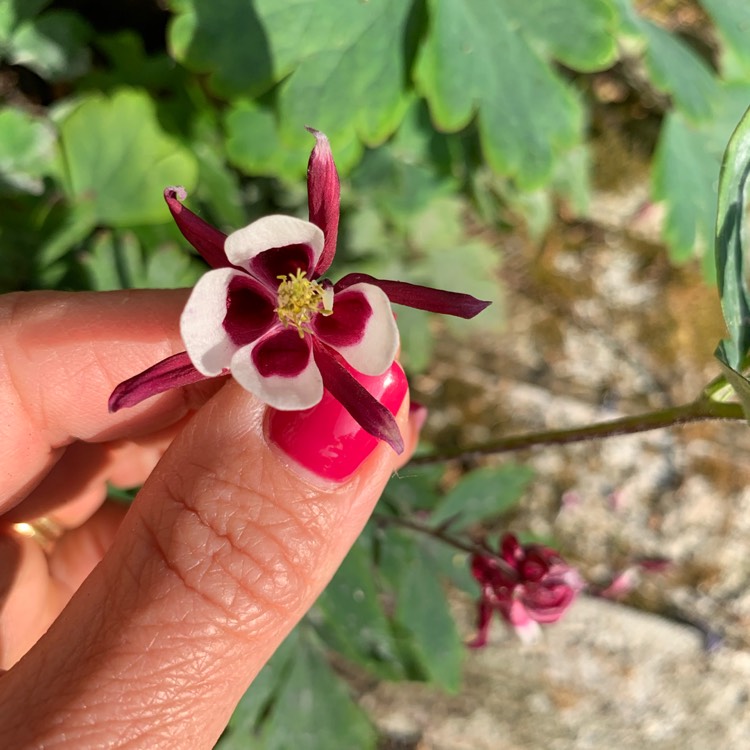 Plant image Aquilegia  'Origami Pink and White'