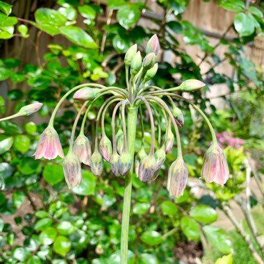 Allium siculum syn. Nectaroscordum siculum, Allium nectaracsardium, Allium bulgaricum