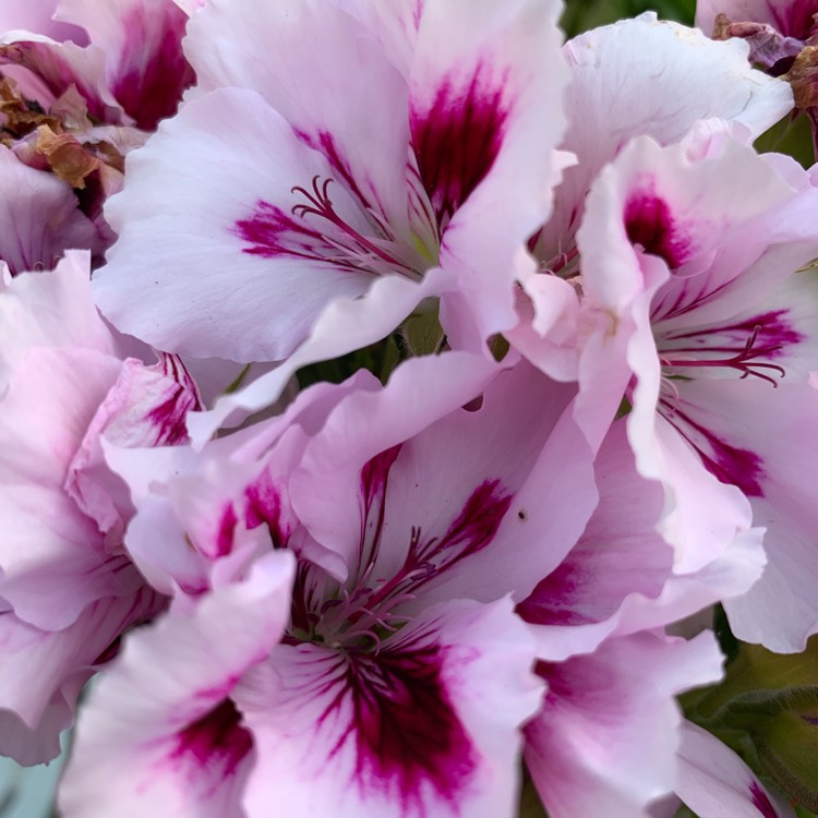 Plant image Pelargonium 'Regpurstri' (Aristo Series) syn. Pelargonium 'Aristo Purple Stripes'