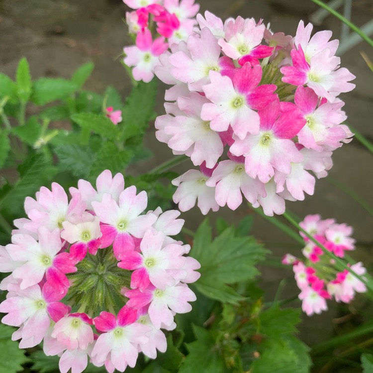 Plant image Verbena 'Twister Pink'