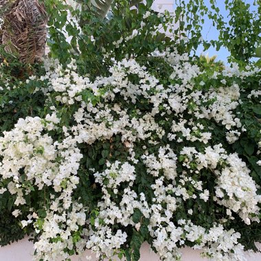 Bougainvillea 'White Cascade'