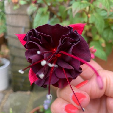 Fuchsia 'Lady In Black'