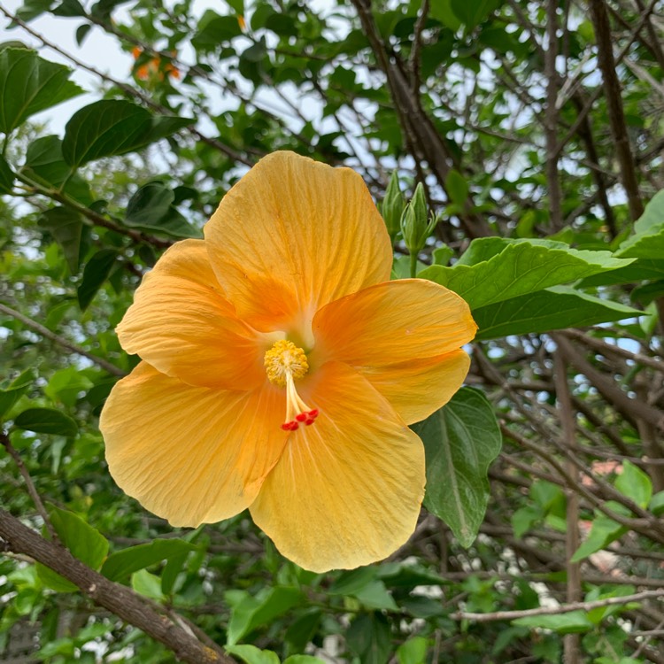 Hibiscus Rosa-sinensis 'Ruby Red', Hibiscus 'Ruby Red' - uploaded by ...