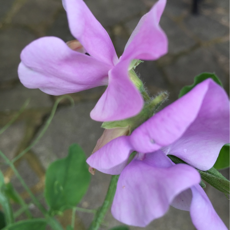 Plant image Lathyrus Odoratus 'Winter Sunshine' (Opal)