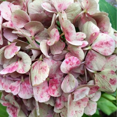 Hydrangea macrophylla 'Ruby Tuesday'