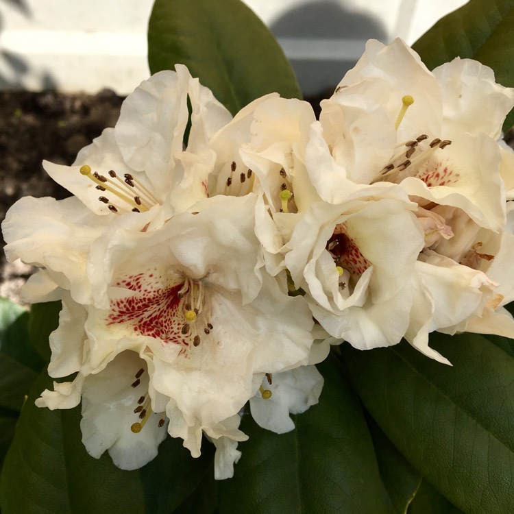 Plant image Rhododendron 'Chevalier Felix de Sauvage'