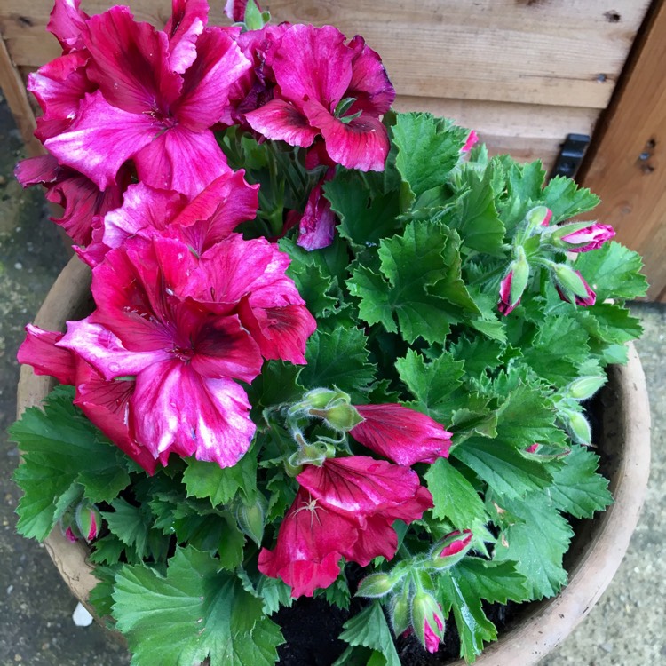 Plant image Pelargonium 'Pacswibu' syn. Pelargonium 'Spanish Wine Burgundy'