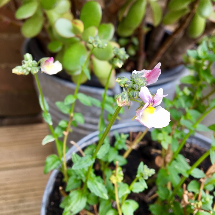 Plant image Nemesia maritana 'Sweet Lady'