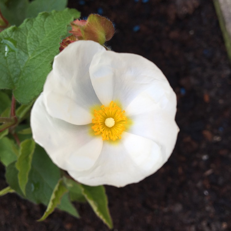 Plant image Cistus corbariensis