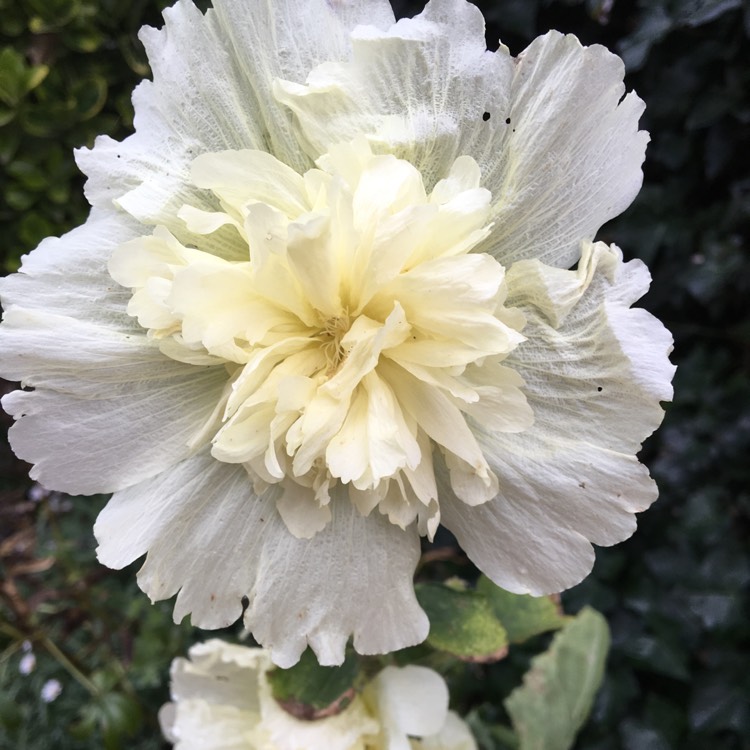 Plant image Alcea rosea 'Chater's Double Group Yellow'