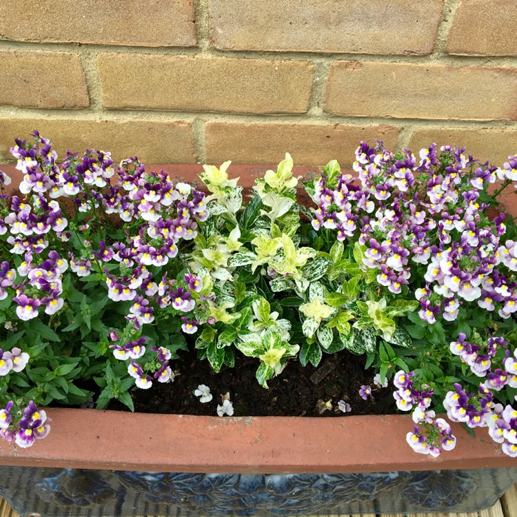 Plant image Nemesia 'Berrie White'