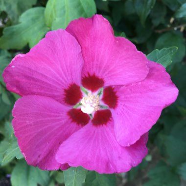 Hibiscus syriacus 'Woodbridge'