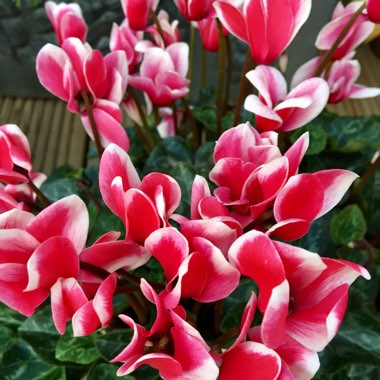 Cyclamen 'Halios Fantasia Magenta Silverleaf' (Halios Series)