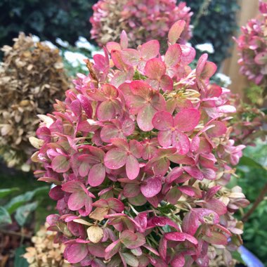 Hydrangea paniculata 'Limelight'