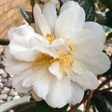 Camellia japonica 'Silver Anniversary'