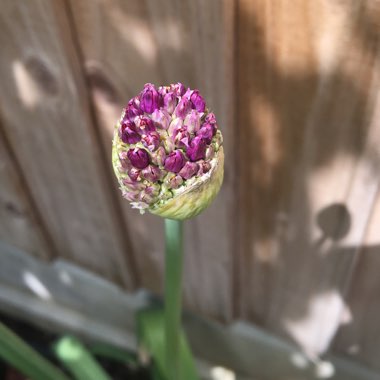 Allium hollandicum 'Purple Sensation' syn. Allium 'Purple Sensation', Allium aflatunense 'Purple Sensation'