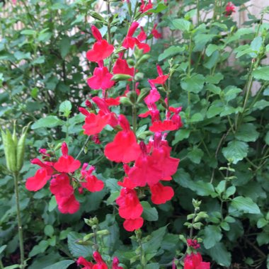 Salvia 'Hot Lips' syn. Salvia x jamensis 'Hot Lips', Salvia microphylla 'Hot Lips'