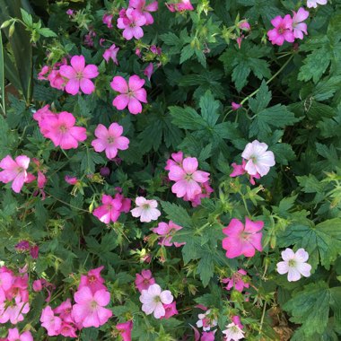 Geranium 'Khan'