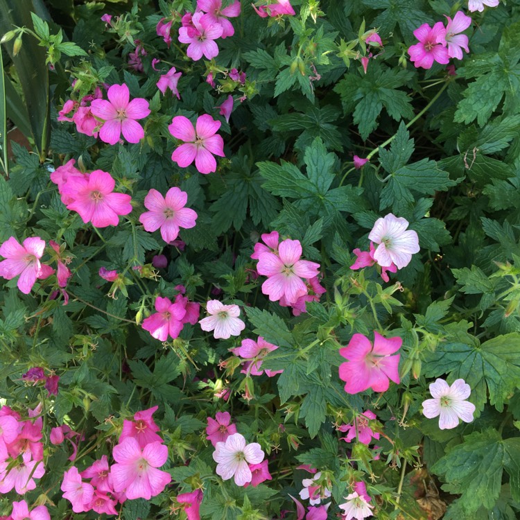 Plant image Geranium 'Khan'