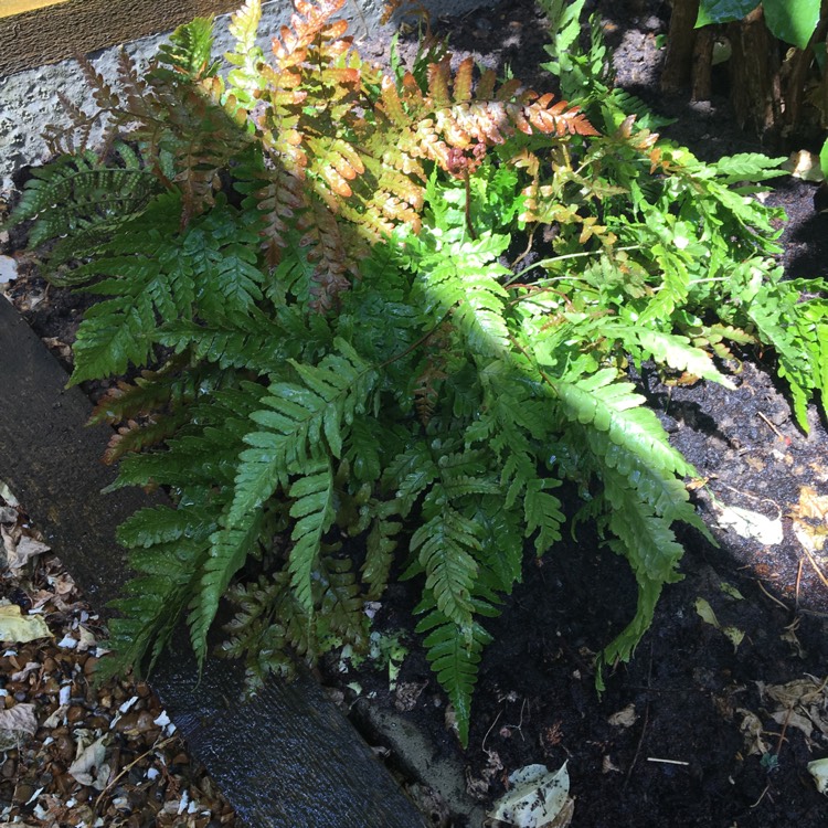 Plant image Dryopteris Erythrosora