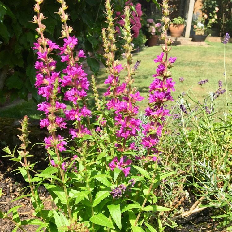 Plant image Lythrum salicaria 'Robin'