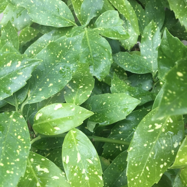 Plant image Aucuba japonica Variegata