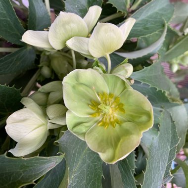 Helleborus argutifolius