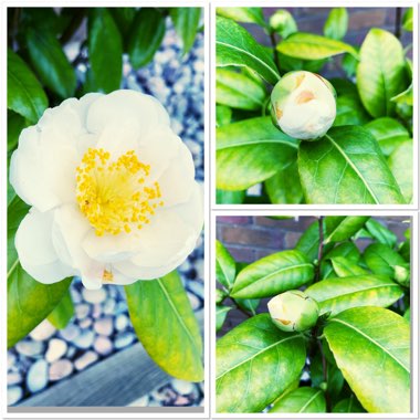 Camellia japonica 'Silver Anniversary'