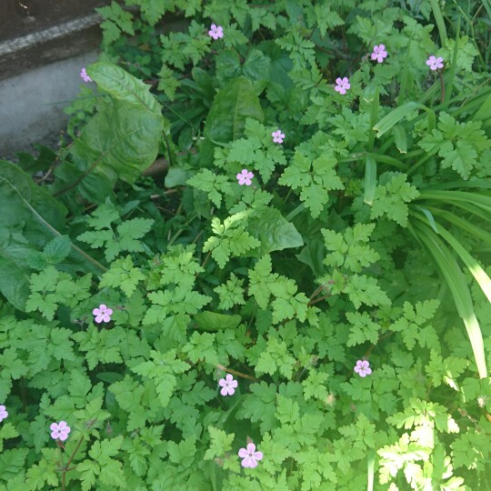 Plant image Geranium robertianum